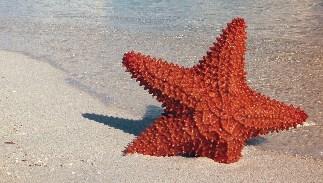 Marine Life of the Tropics