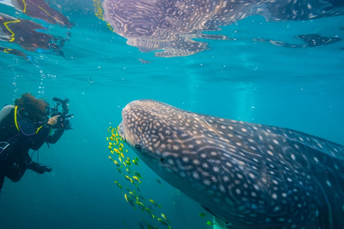Yacht Sequoia Scuba Diving
